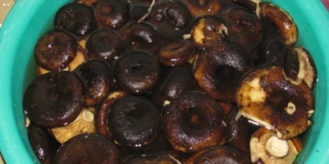 Kako kuvati mlečne pečurke: za soljenje, za kiseljenje, za mlečne pečurke, za hranu